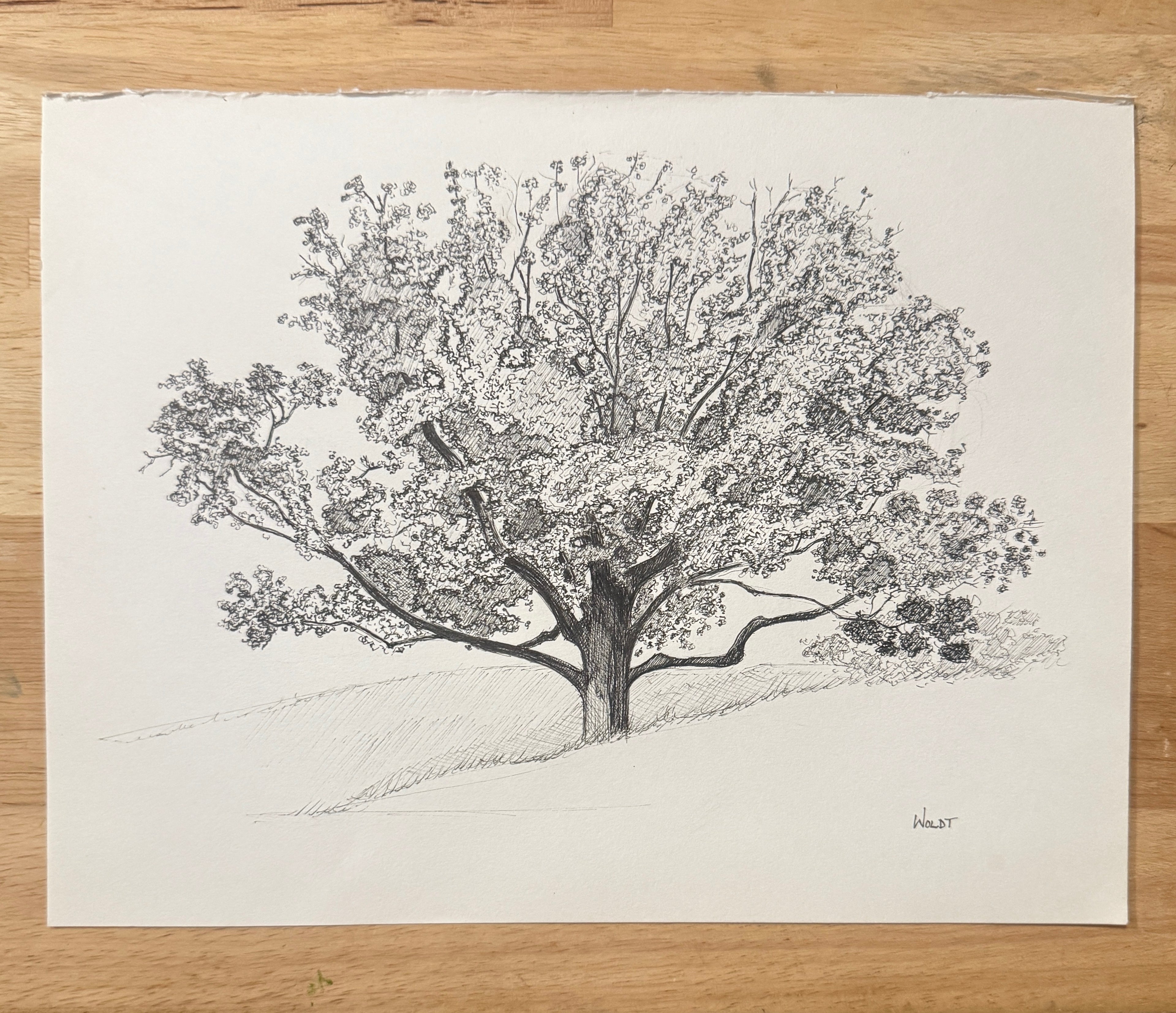 Erin Hills Tree